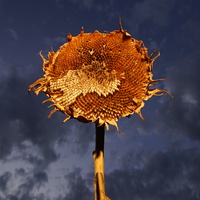 'Hayat, Ölüm, Aşk ve Adalet' sergisi