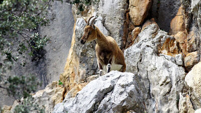 Yaban keçisi avladı! Rekor ceza!