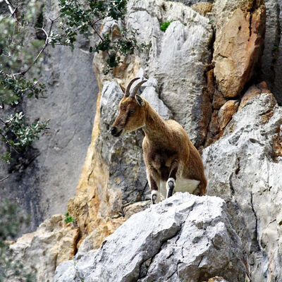 Yaban keçisi avladı! Rekor ceza!