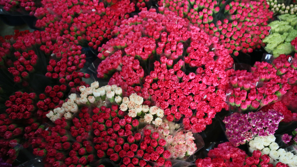 Kraliçe için Türkiye'den 1,5 milyon dal karanfil