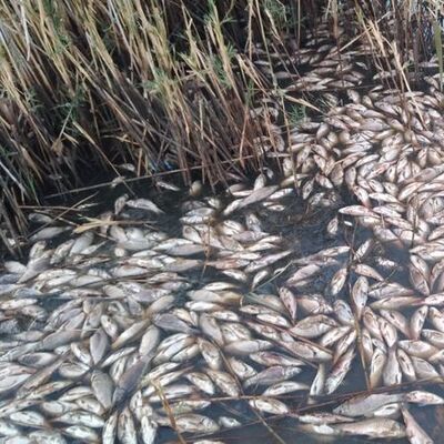 Bir gölde daha aynı korkutan manzara!