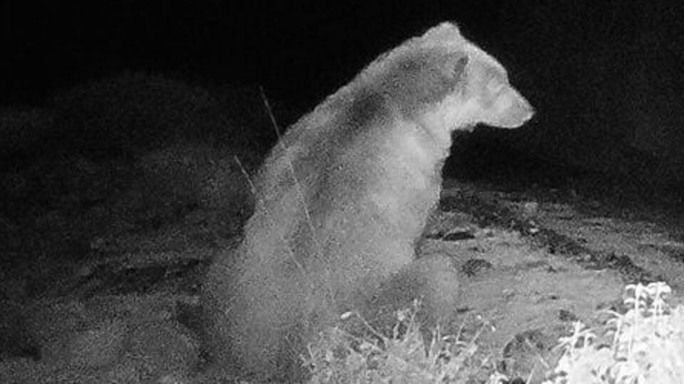 İlk defa görüntülendi