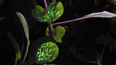 İdil İlkin'den yeni sergi 'Cennetsi'