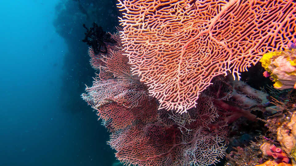 7 balık türüne av yasağı geldi!