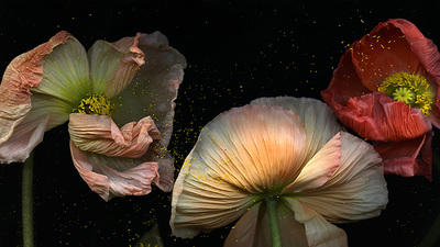 '212 Photography Istanbul' başlıyor