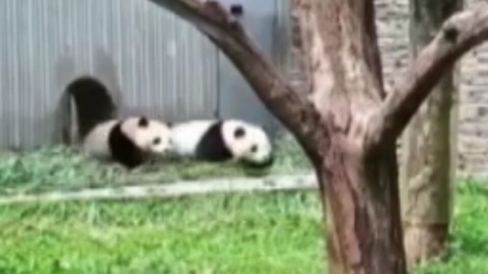 Çin'deki depremde pandalar böyle kaçtı