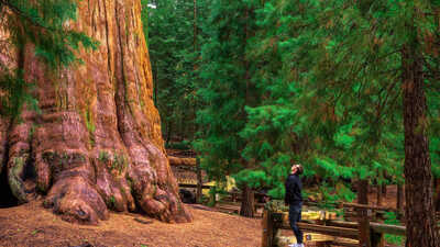 Bu ağacın yanında herkes karınca gibi kalıyor