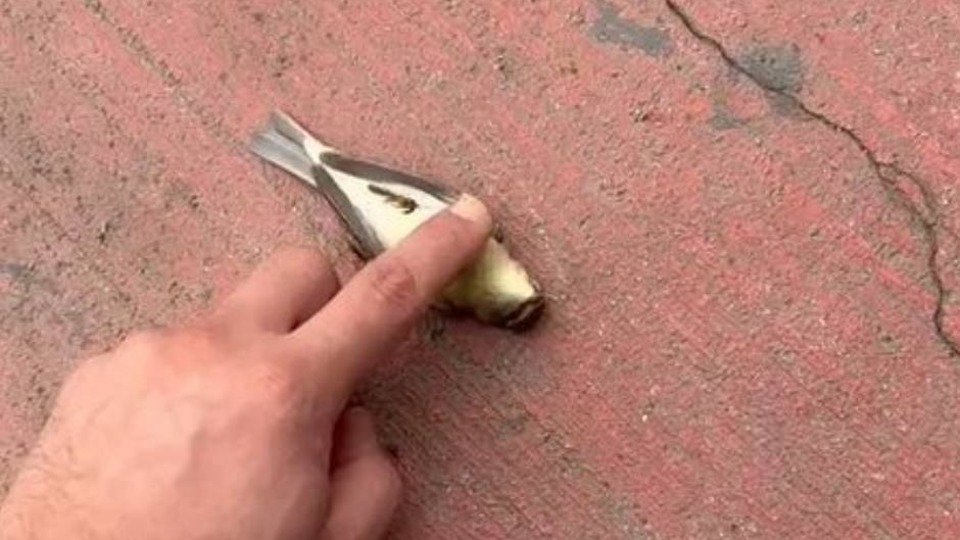 Kuşu kalp mesajıyla hayata döndürdü