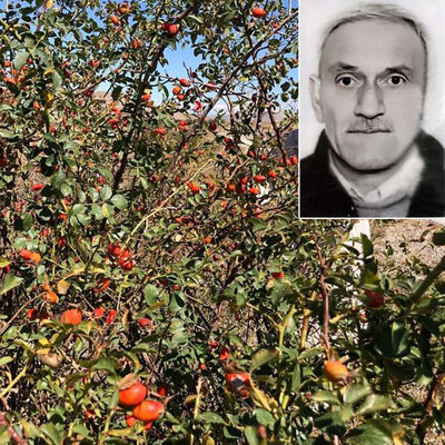 Kuşburnu topluyordu! Yaban arılarının yuvasına bastı!