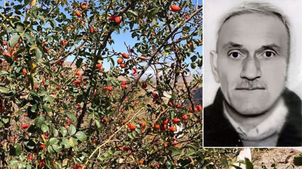 Kuşburnu topluyordu! Yaban arılarının yuvasına bastı!