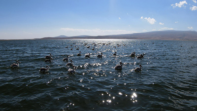 Nesilleri tehlike altında