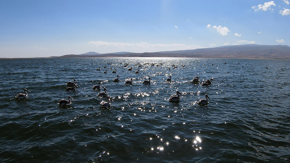 Nesilleri tehlike altında