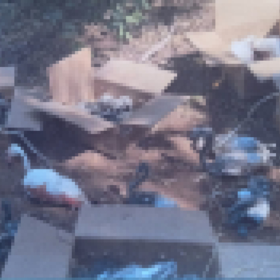 Flamingoları ayak ve gagalarından bağlayıp kaçırdılar!