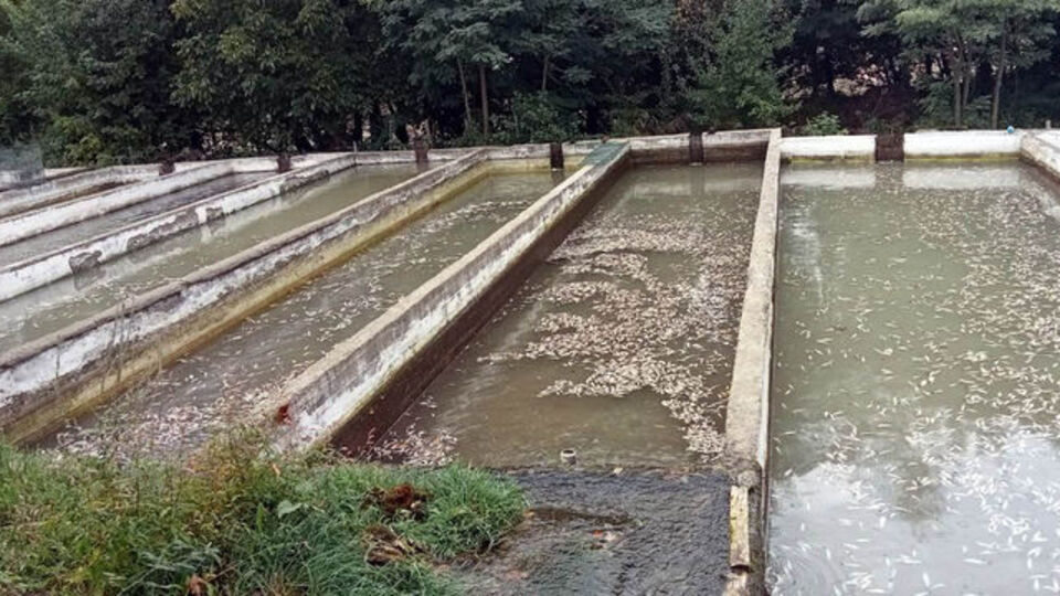 Selin vurduğu tesiste binlerce alabalık öldü