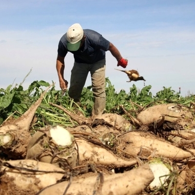 Şeker pancarı alım fiyatı açıklandı