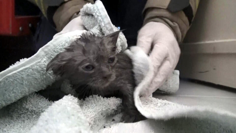 Klozete düşen yavru kedi böyle kurtarıldı