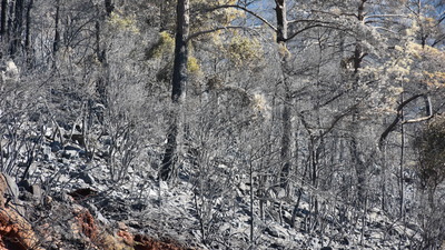 Marmaris'te acı bilanço! 500 hektar alan yandı