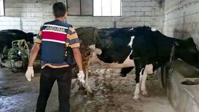 Besicilere 'dekont' şoku!