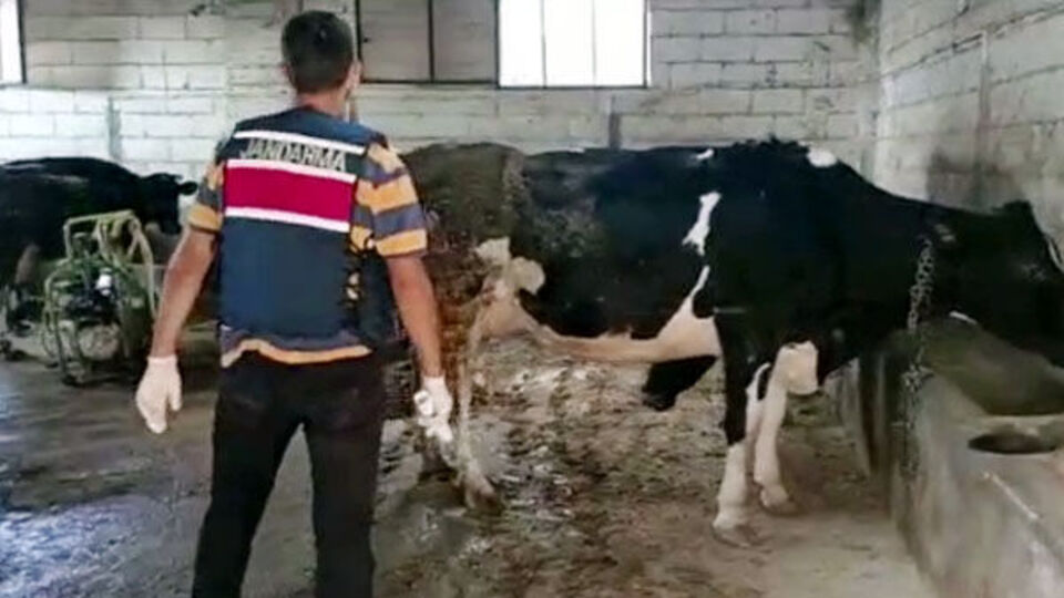 Besicilere 'dekont' şoku!