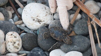 Temizlik etkinliğinde yuvadan çıkıp denizle buluştular
