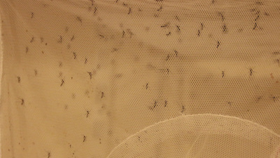 "Dünyanın en tehlikeli hayvanı sivrisineklerde artış var"