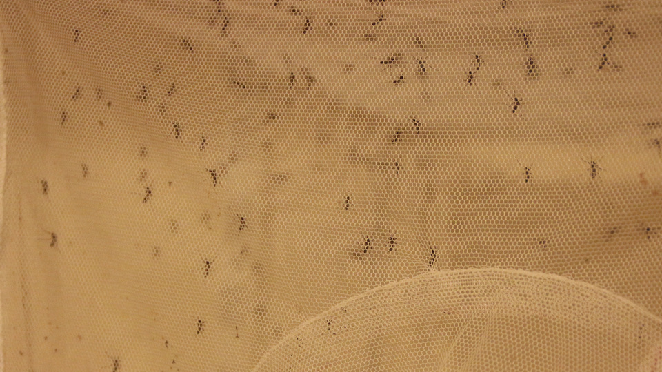 "Dünyanın en tehlikeli hayvanı sivrisineklerde artış var"