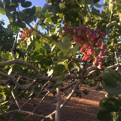 Güneydoğu'nun 'yeşil altını': Fıstık