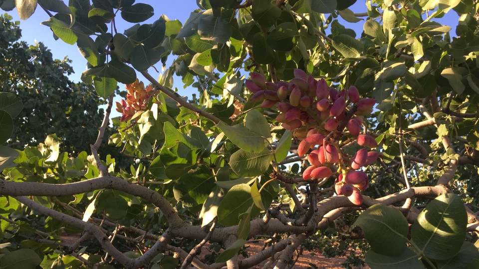 Güneydoğu'nun 'yeşil altını': Fıstık