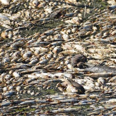 Yüzlercesi kıyıya vurdu!