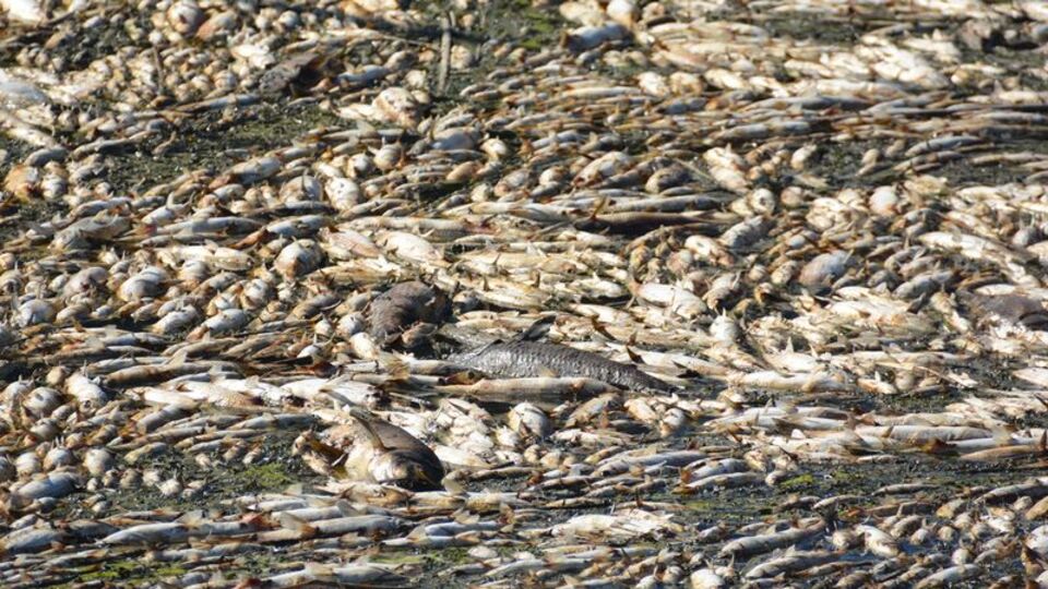 Yüzlercesi kıyıya vurdu!