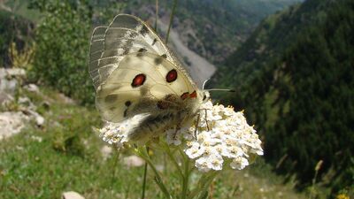 Al Mizan: Dünya Çevre Sözleşmesi tanıtıldı