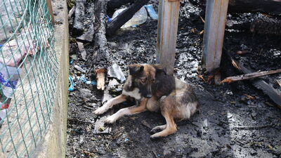 Yangında yavrularını kaybetmişti... Duygulandıran görüntü