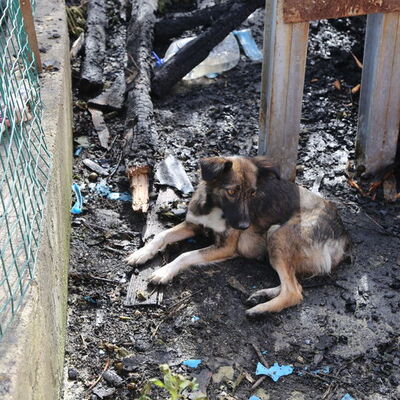 Yangında yavrularını kaybetmişti... Duygulandıran görüntü