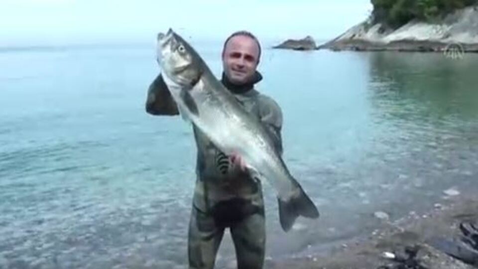 Zıpkınla yakalandı! 8,5 kilo