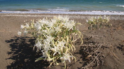 Mersin sahilinde çiçek açtı... Koruma altında!