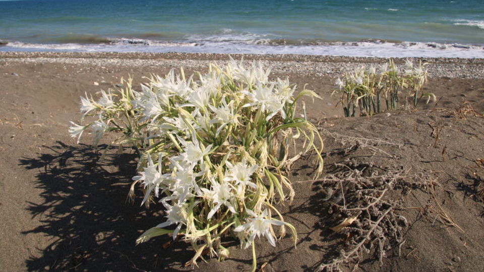 Mersin sahilinde çiçek açtı... Koruma altında!