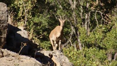 Dağ keçileri kameralara böyle poz verdi