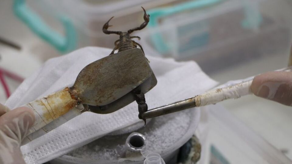 15 bin akrebi sağıyorlar! Litresi 180 milyon TL!