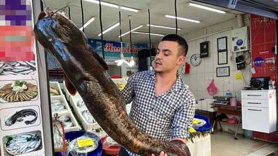 Barajda oltayla yakaladı: 70 kilo