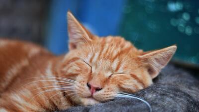 Rüyada At Arabası Görmek