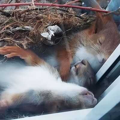 Pencere kenarında ilginç görüntü