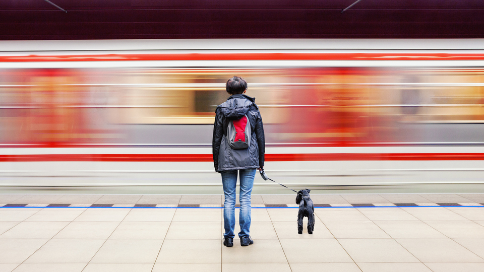 İBB'den evcil hayvanlar için toplu ulaşım kararı
