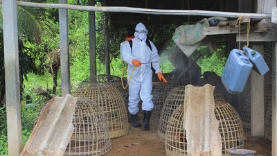 İspanya'da ilk, Avrupa'da ikinci kez insanda kuş gribi tespit edildi