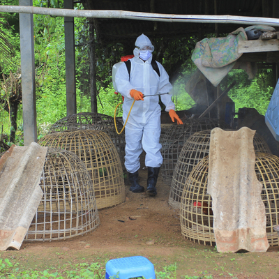 İspanya'da ilk, Avrupa'da ikinci kez insanda kuş gribi tespit edildi