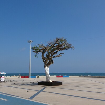 Mersin'deki "simge ağaca" saldırıda dava açıldı!