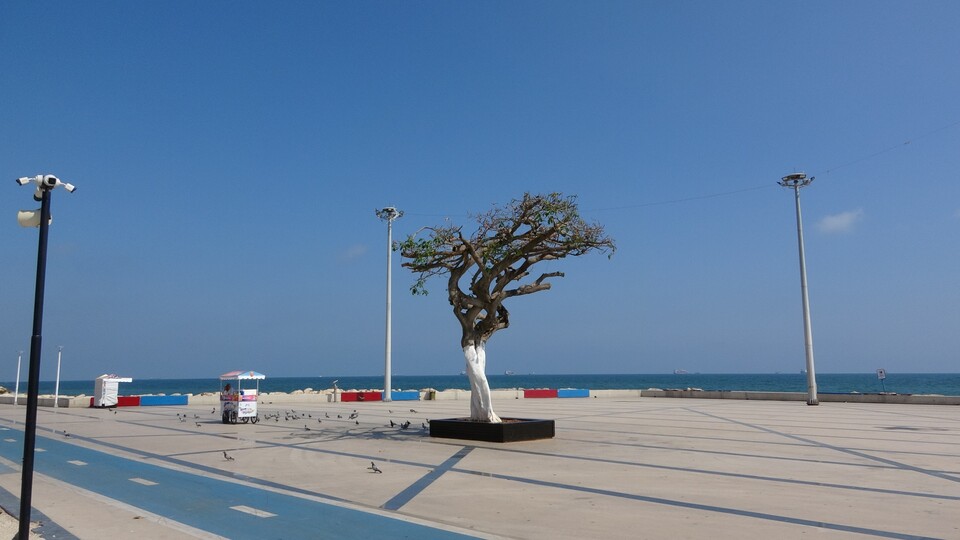 Mersin'deki "simge ağaca" saldırıda dava açıldı!