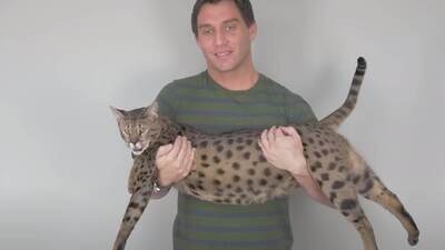 Guinness rekoru kırdı! "Görenler puma olduğunu düşünüyor"