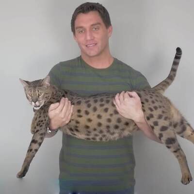 Guinness rekoru kırdı! "Görenler puma olduğunu düşünüyor"