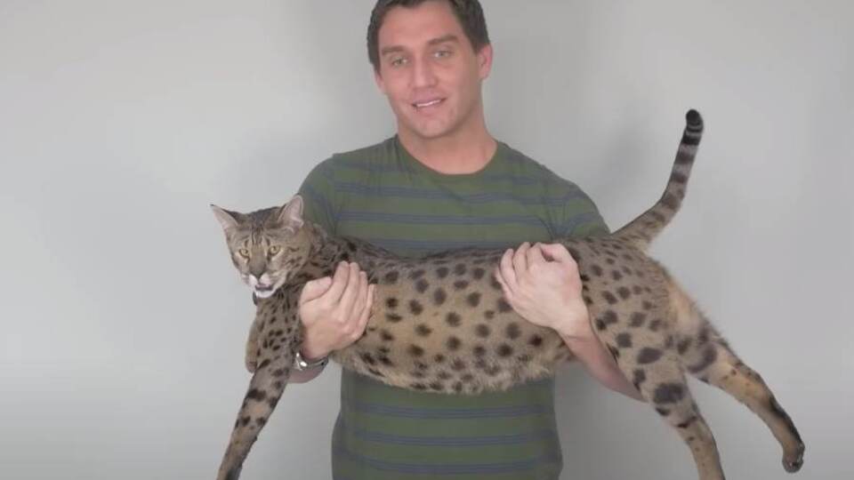 Guinness rekoru kırdı! "Görenler puma olduğunu düşünüyor"