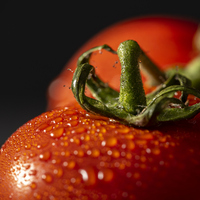 Domatesin şanlı tarihi